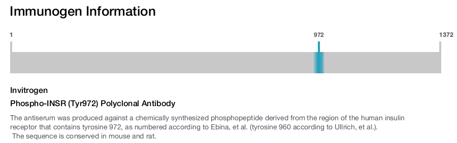 Phospho-INSR (Tyr972) Polyclonal Antibody