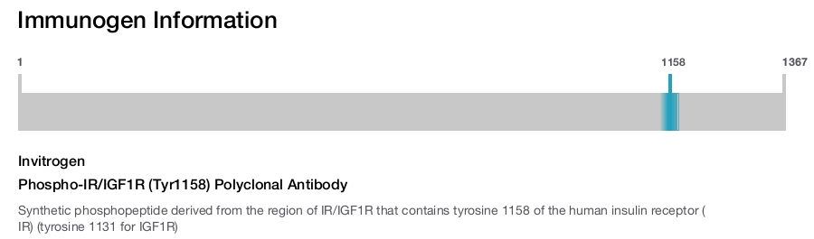 Phospho-IR/IGF1R (Tyr1158) Polyclonal Antibody