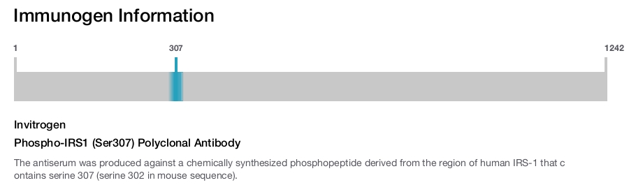 Phospho-IRS1 (Ser307) Polyclonal Antibody