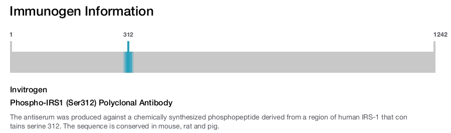 Phospho-IRS1 (Ser312) Polyclonal Antibody