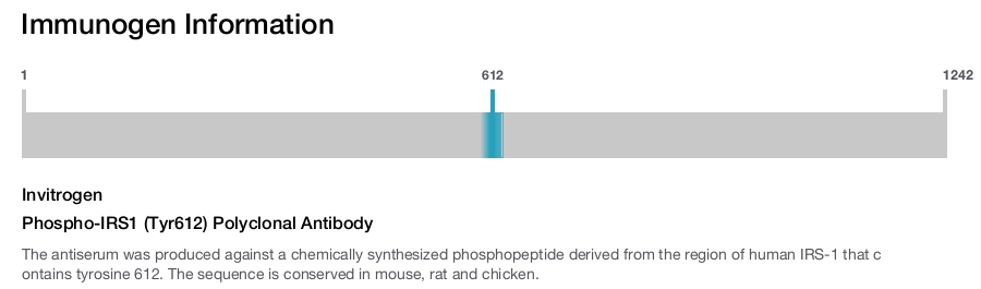 Phospho-IRS1 (Tyr612) Polyclonal Antibody