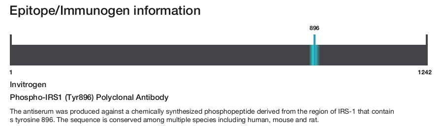 Phospho-IRS1 (Tyr896) Polyclonal Antibody