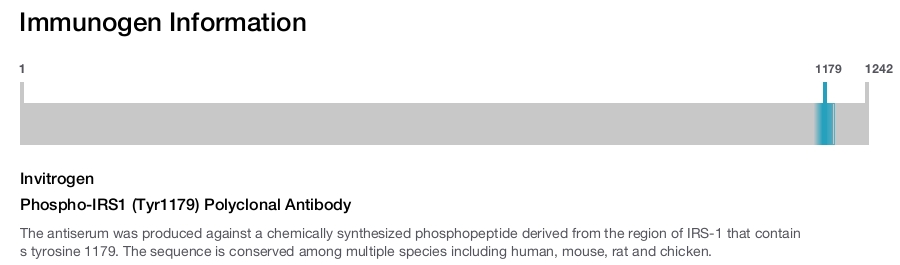 Phospho-IRS1 (Tyr1179) Polyclonal Antibody