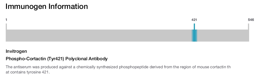 Phospho-Cortactin (Tyr421) Polyclonal Antibody