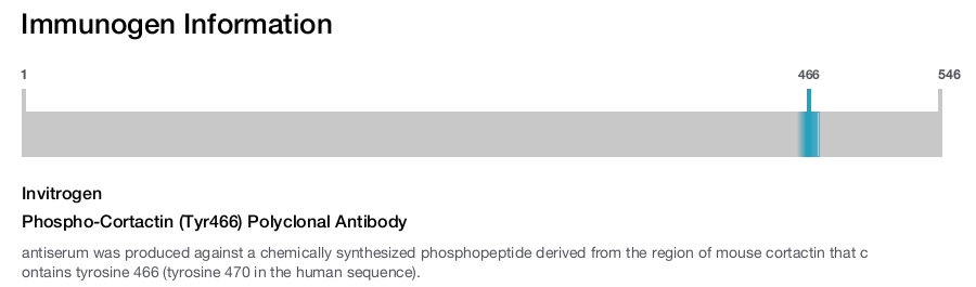 Phospho-Cortactin (Tyr466) Polyclonal Antibody