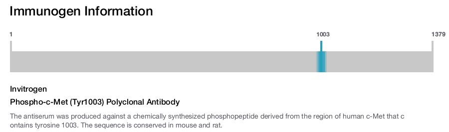 Phospho-c-Met (Tyr1003) Polyclonal Antibody