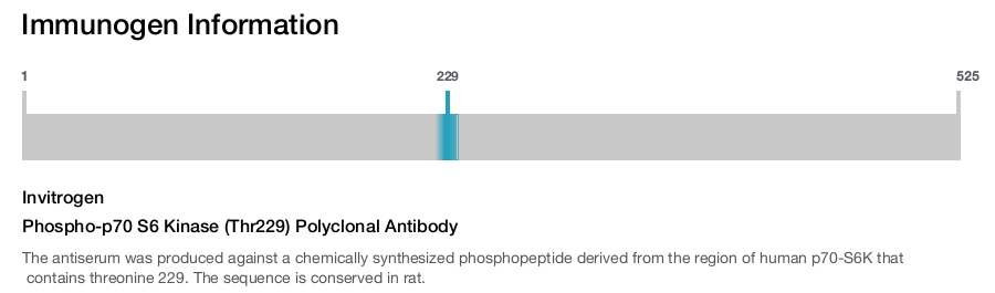 Phospho-p70 S6 Kinase (Thr229) Polyclonal Antibody