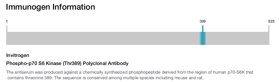 Phospho-p70 S6 Kinase (Thr389) Polyclonal Antibody