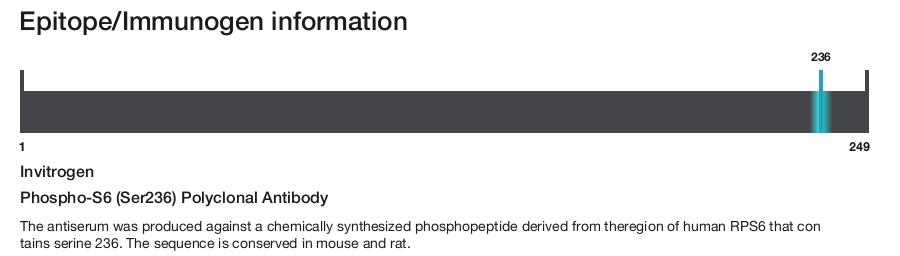 Phospho-S6 (Ser236) Polyclonal Antibody