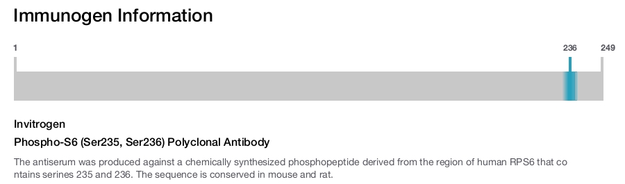 Phospho-S6 (Ser235, Ser236) Polyclonal Antibody