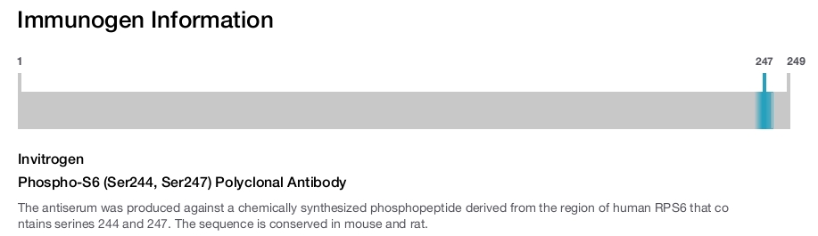 Phospho-S6 (Ser244, Ser247) Polyclonal Antibody