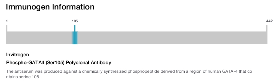Phospho-GATA4 (Ser105) Polyclonal Antibody