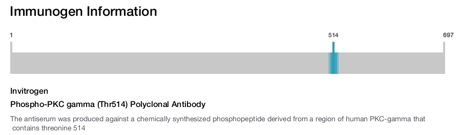 Phospho-PKC gamma (Thr514) Polyclonal Antibody