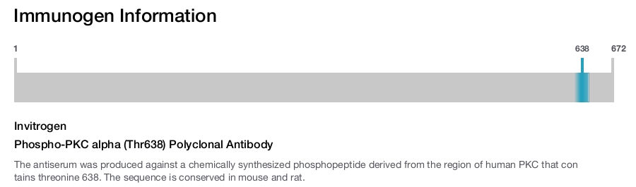 Phospho-PKC alpha (Thr638) Polyclonal Antibody