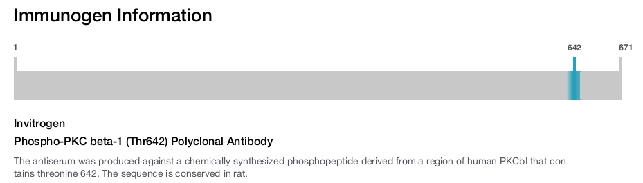 Phospho-PKC beta-1 (Thr642) Polyclonal Antibody