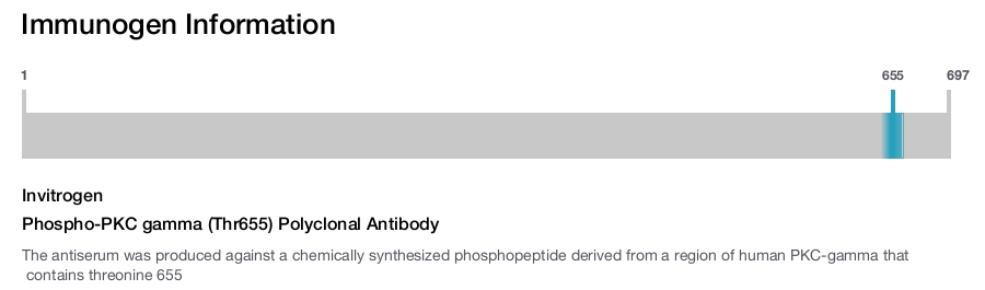 Phospho-PKC gamma (Thr655) Polyclonal Antibody