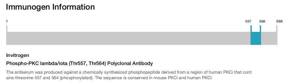 Phospho-PKC lambda/iota (Thr557, Thr564) Polyclonal Antibody