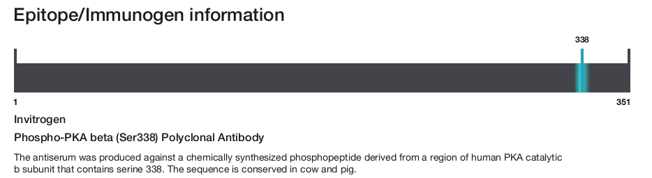 Phospho-PKA beta (Ser338) Polyclonal Antibody