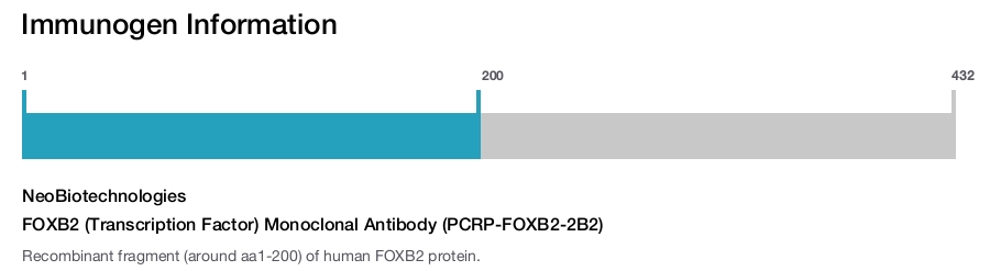 FOXB2 (Transcription Factor) Monoclonal Antibody (PCRP-FOXB2-2B2)