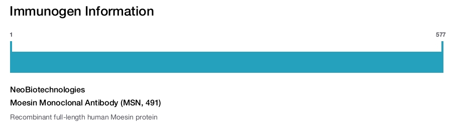 Moesin Monoclonal Antibody (MSN, 491)