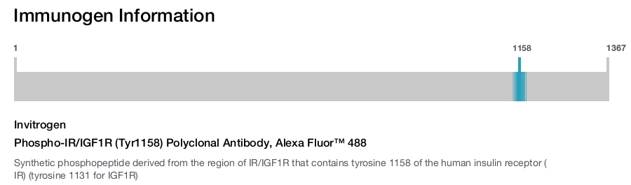 Phospho-IR/IGF1R (Tyr1158) Polyclonal Antibody, Alexa Fluor&trade; 488