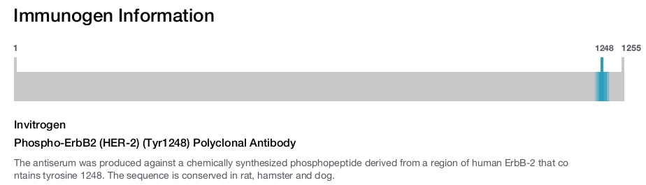 Phospho-ErbB2 (HER-2) (Tyr1248) Polyclonal Antibody