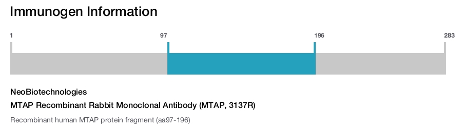 MTAP Recombinant Rabbit Monoclonal Antibody (MTAP, 3137R)