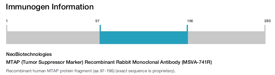MTAP (Tumor Suppressor Marker) Recombinant Rabbit Monoclonal Antibody (MSVA-741R)