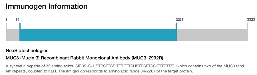 MUC3 (Mucin 3) Recombinant Rabbit Monoclonal Antibody (MUC3, 2992R)