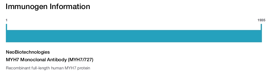 MYH7 Monoclonal Antibody (MYH7/727)