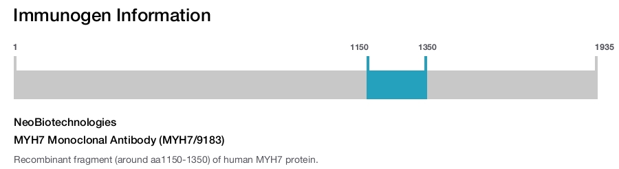 MYH7 Monoclonal Antibody (MYH7/9183)