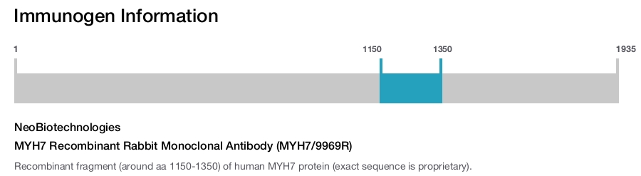 MYH7 Recombinant Rabbit Monoclonal Antibody (MYH7/9969R)