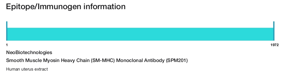 Smooth Muscle Myosin Heavy Chain (SM-MHC) Monoclonal Antibody (SPM201)