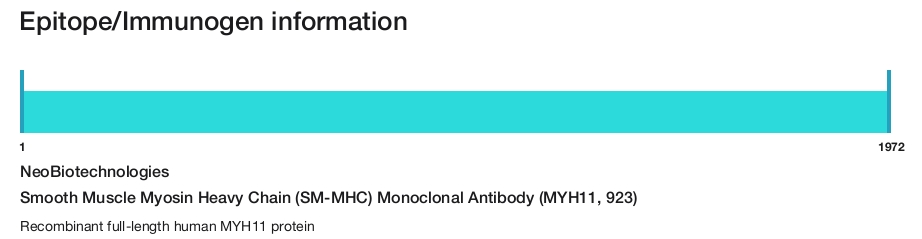 Smooth Muscle Myosin Heavy Chain (SM-MHC) Monoclonal Antibody (MYH11, 923)