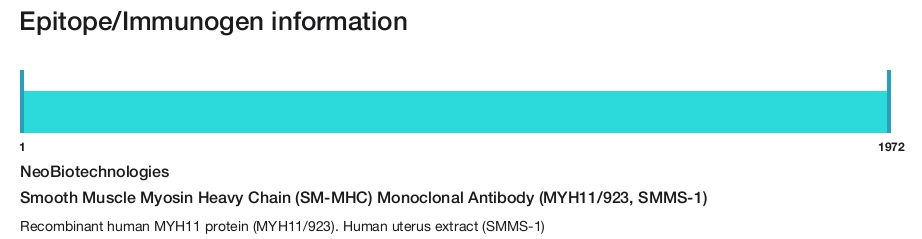 Smooth Muscle Myosin Heavy Chain (SM-MHC) Monoclonal Antibody (MYH11/923, SMMS-1)