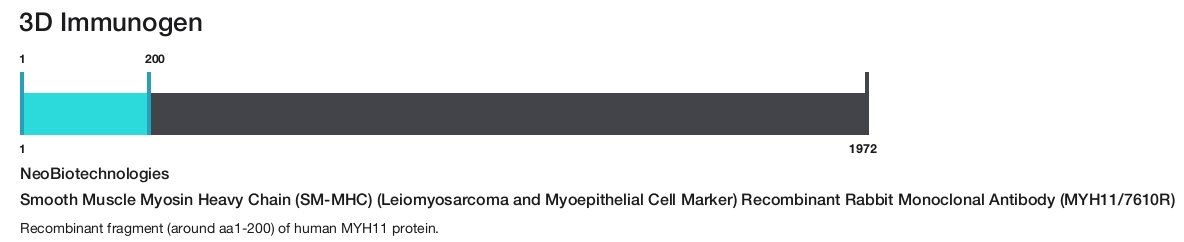 Smooth Muscle Myosin Heavy Chain (SM-MHC) (Leiomyosarcoma and Myoepithelial Cell Marker) Recombinant Rabbit Monoclonal Antibody (MYH11/7610R)