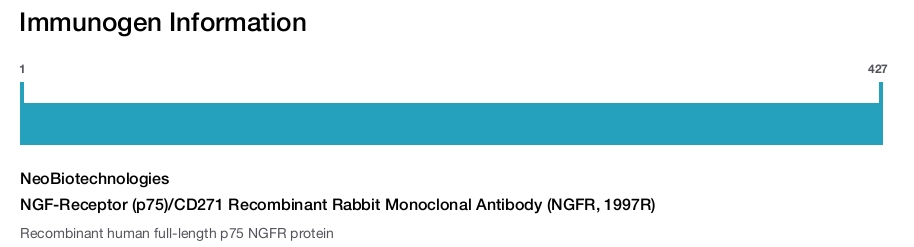 NGF-Receptor (p75)/CD271 Recombinant Rabbit Monoclonal Antibody (NGFR, 1997R)