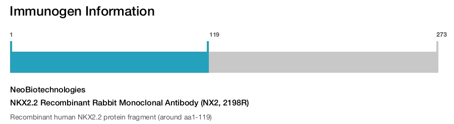NKX2.2 Recombinant Rabbit Monoclonal Antibody (NX2, 2198R)