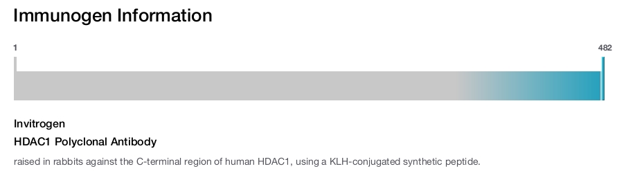 HDAC1 Polyclonal Antibody