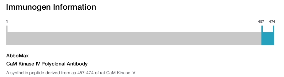CaM Kinase IV Polyclonal Antibody