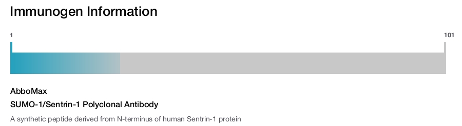 SUMO-1/Sentrin-1 Polyclonal Antibody