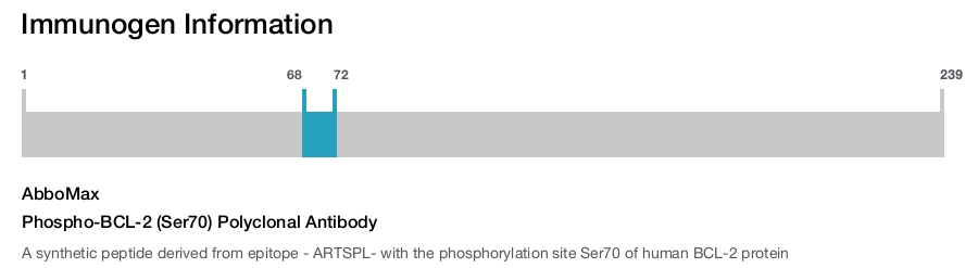 Phospho-BCL-2 (Ser70) Polyclonal Antibody