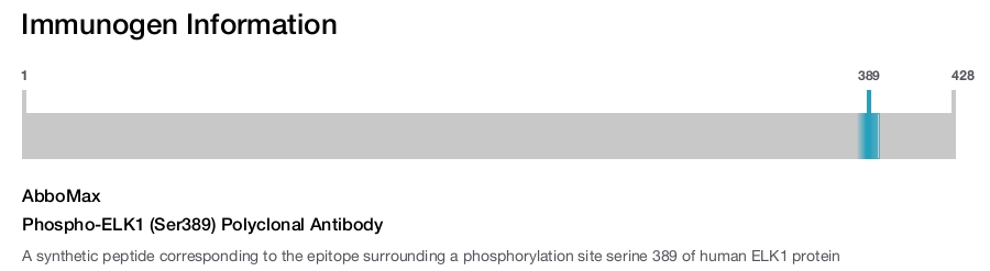 Phospho-ELK1 (Ser389) Polyclonal Antibody
