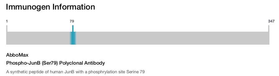 Phospho-JunB (Ser79) Polyclonal Antibody