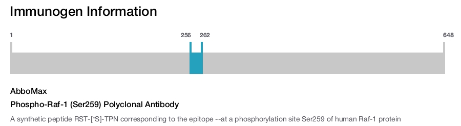 Phospho-Raf-1 (Ser259) Polyclonal Antibody