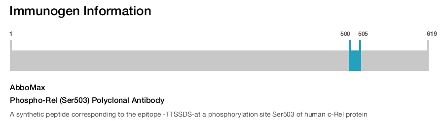Phospho-Rel (Ser503) Polyclonal Antibody