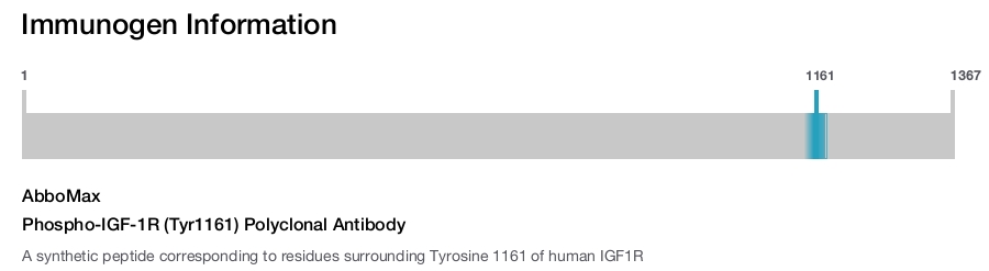 Phospho-IGF-1R (Tyr1161) Polyclonal Antibody