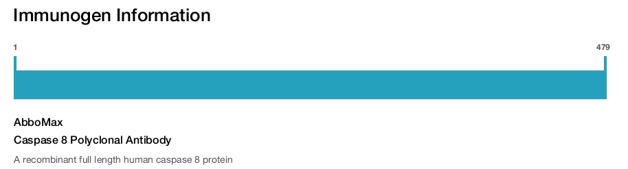 Caspase 8 Polyclonal Antibody