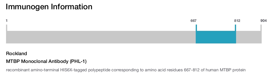 MTBP Monoclonal Antibody (PHL-1)