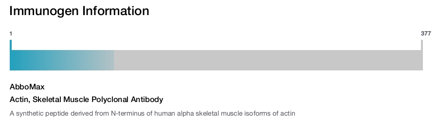 Actin, Skeletal Muscle Polyclonal Antibody